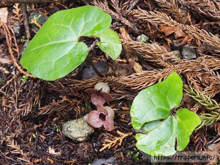 ランヨウアオイ