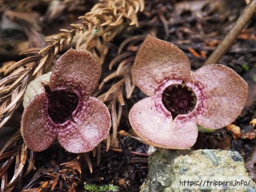 丹沢に自生しているランヨウアオイ