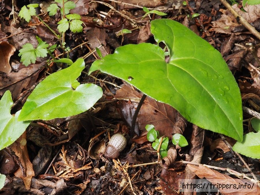 ランヨウアオイの蕾