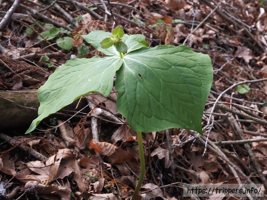 エンレイソウの花
