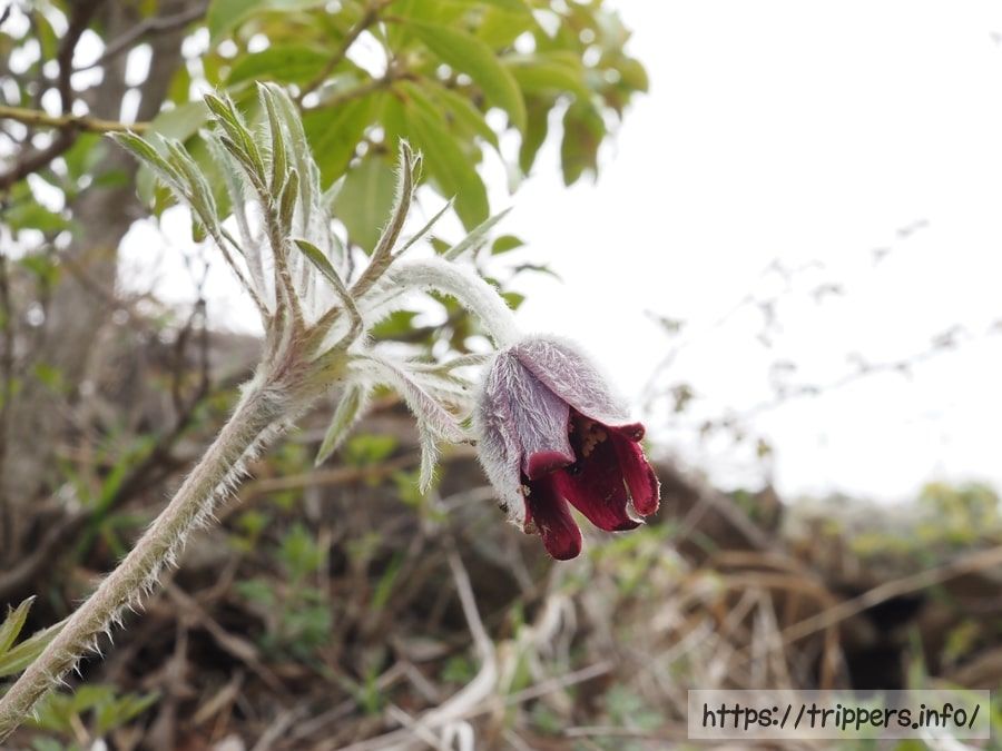 オキナグサの花