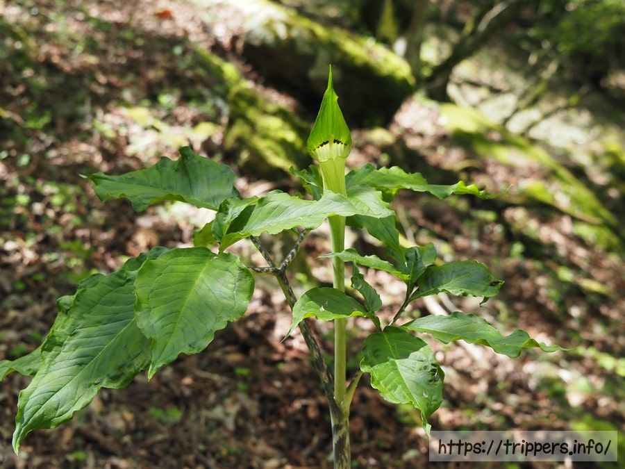 ヒトツバテンナンショウ