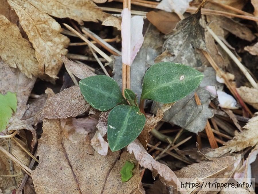 ベニシュスランの葉