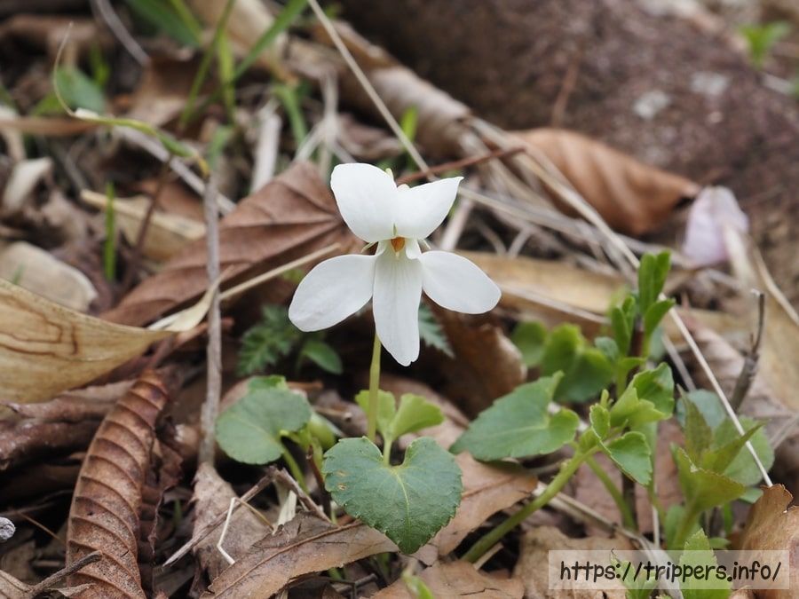 シロバナタチツボスミレ