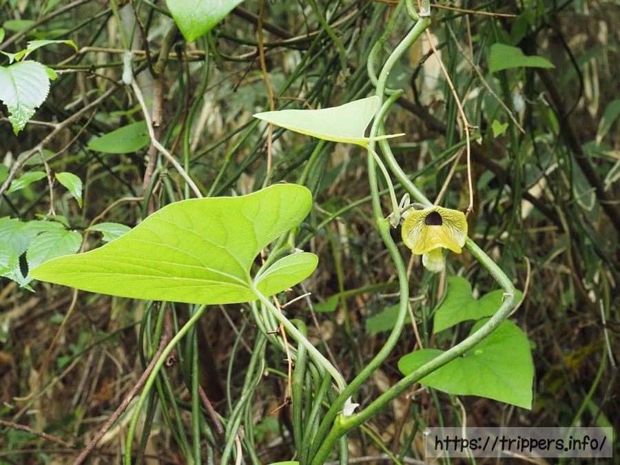 オオバウマノスズクサ