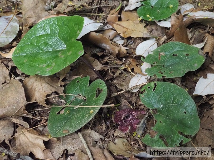 タマノカンアオイ
