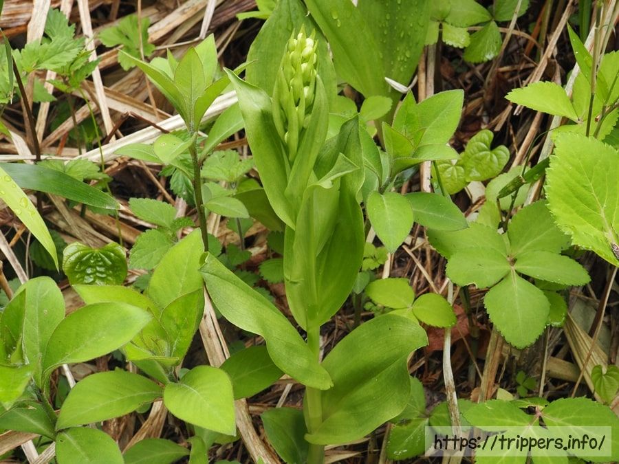 ツレサギソウの蕾