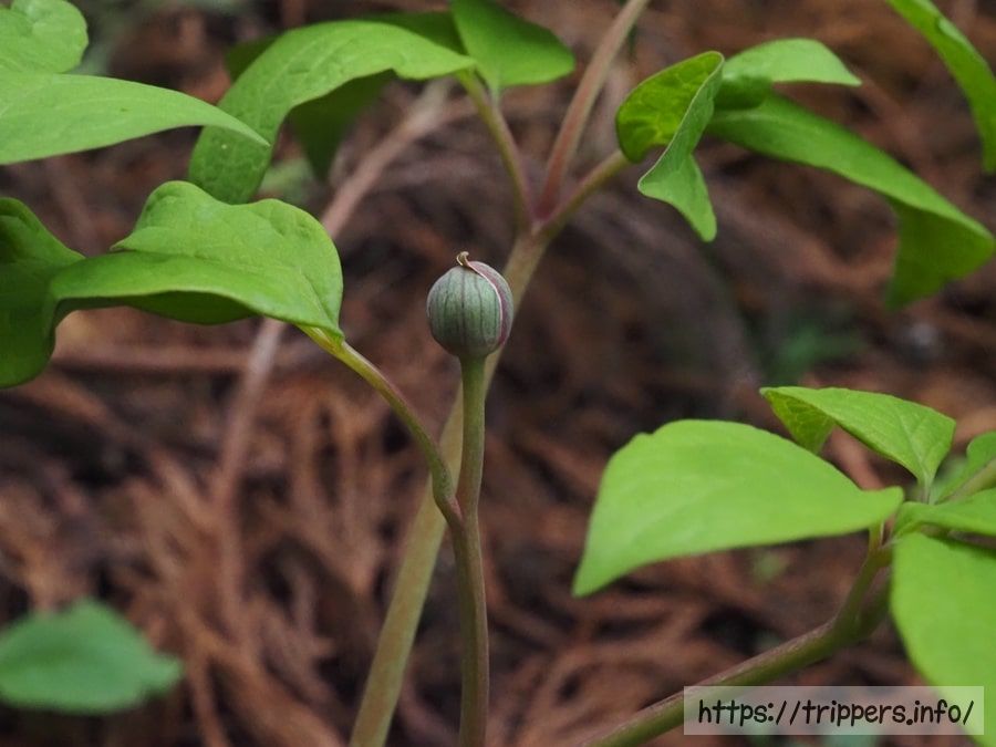ベニバナヤマシャクヤクの蕾