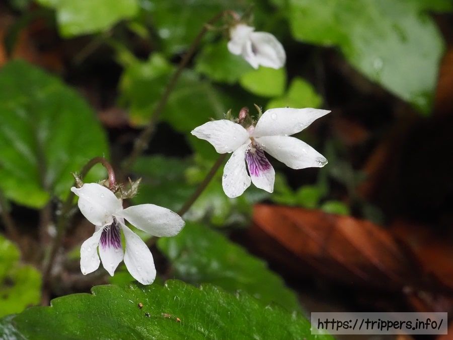 コミヤマスミレ