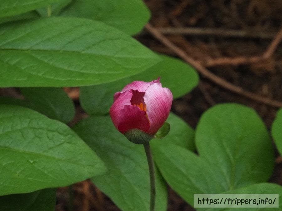 高尾山に自生するベニバナヤマシャクヤク