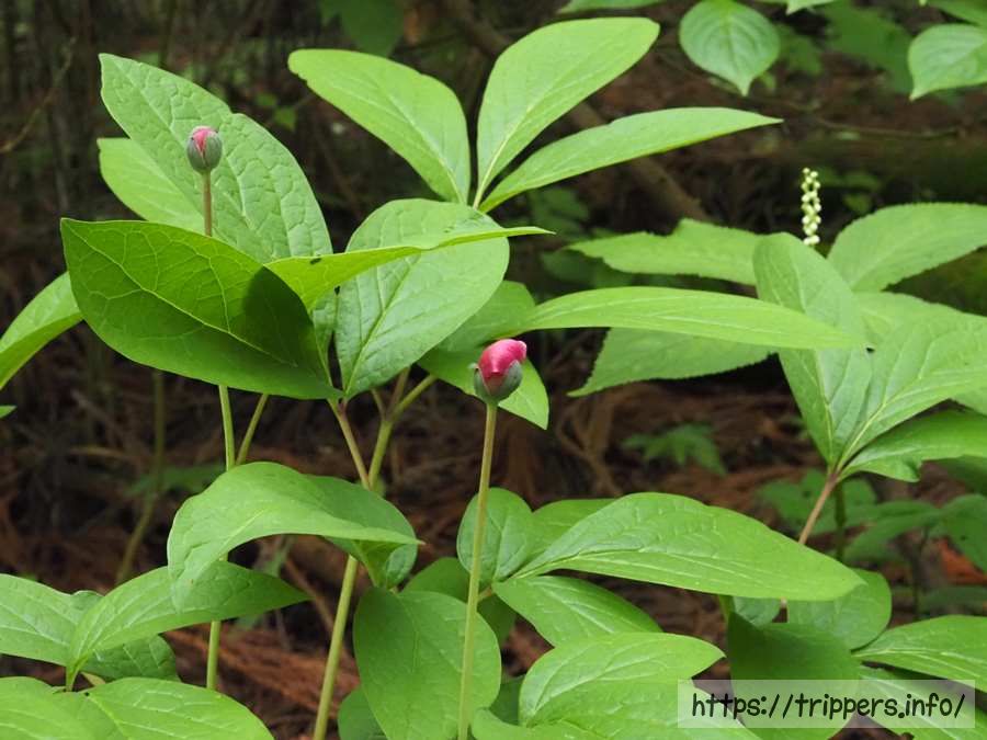 ベニバナヤマシャクヤク