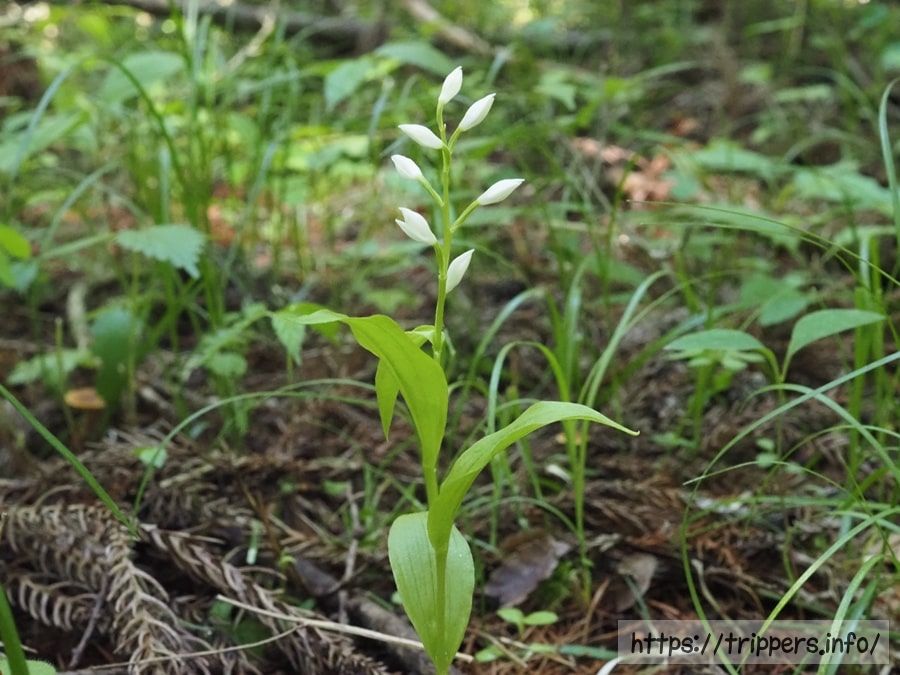 ヤビツギンラン