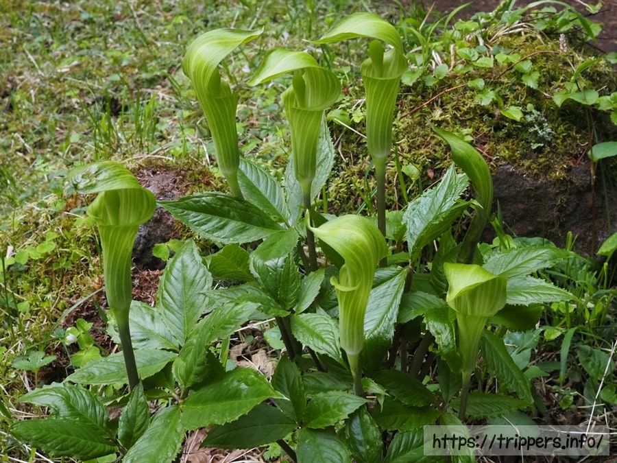 ユモトマムシグサ