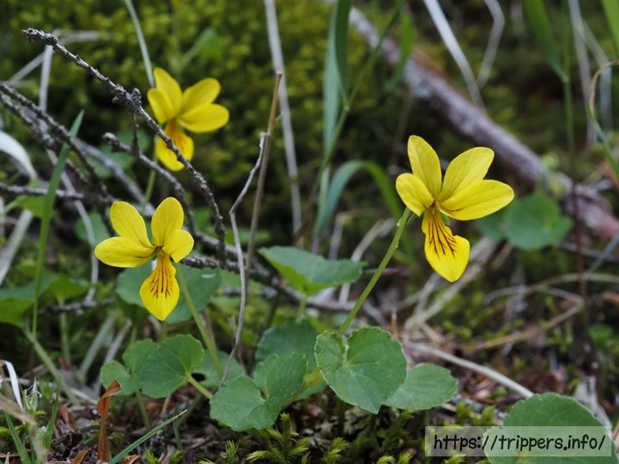 キバナノコマノツメ