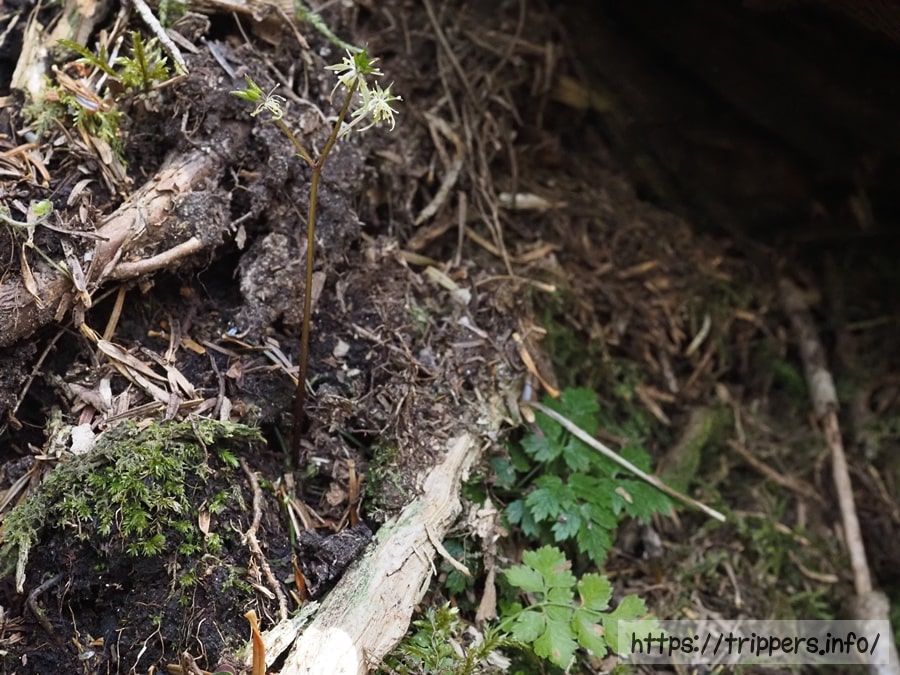 ウスギオウレン