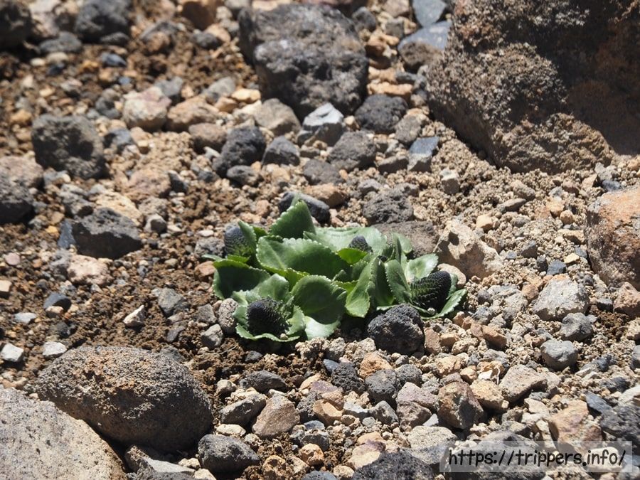 ウルップソウの蕾