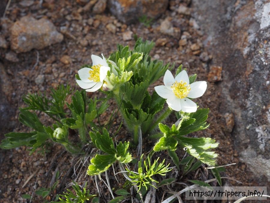 ハクサンイチゲ