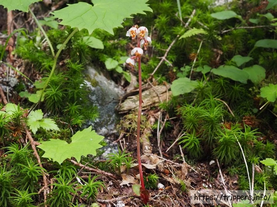 ムヨウイチヤクソウ ヒトツバイチヤクソウ