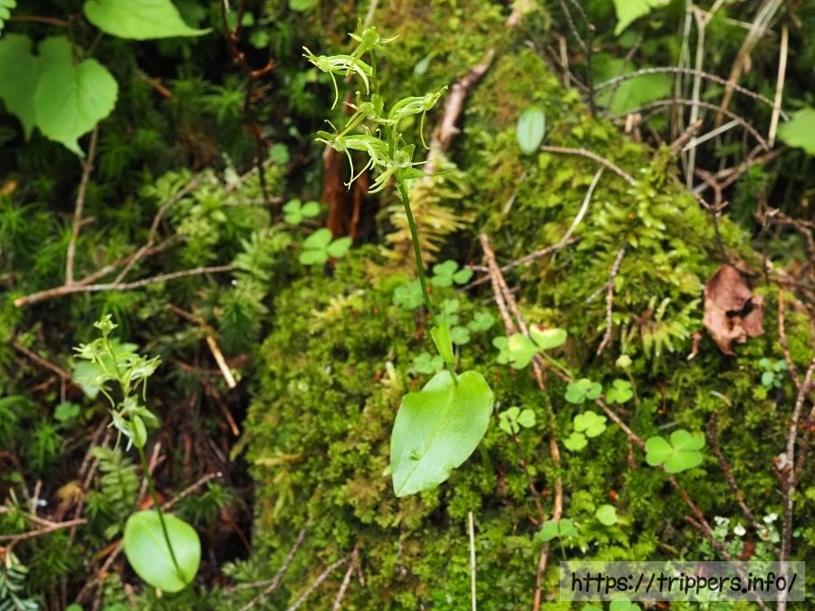 ヒトツバキソチドリの花と葉