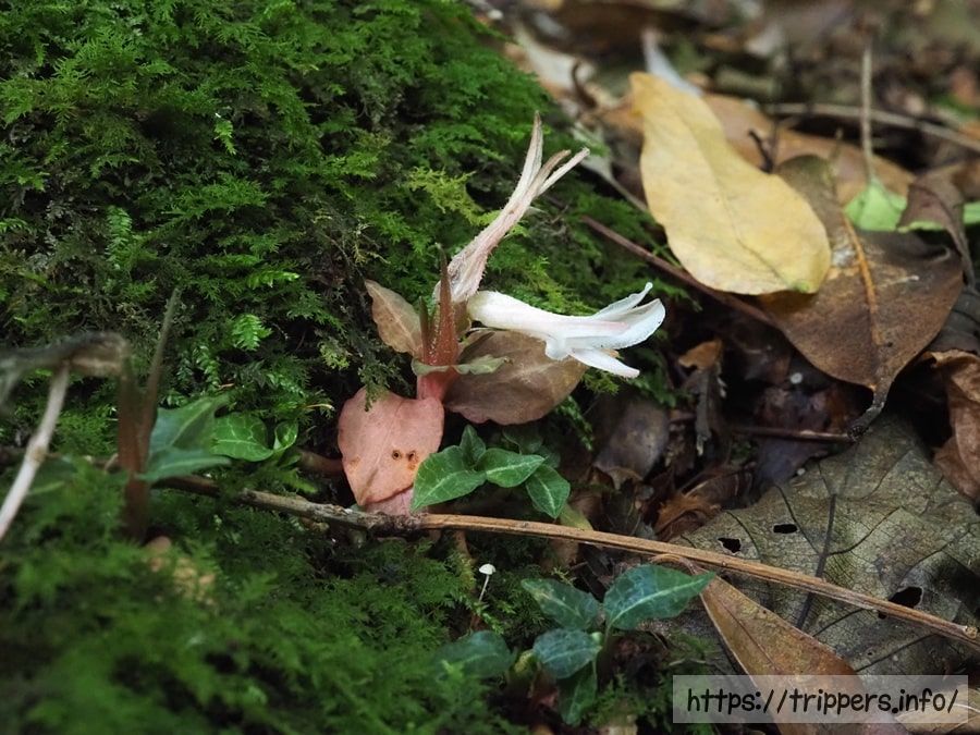 ベニシュスラン