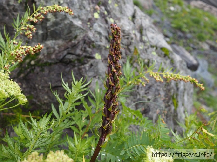 結実したテガタチドリ