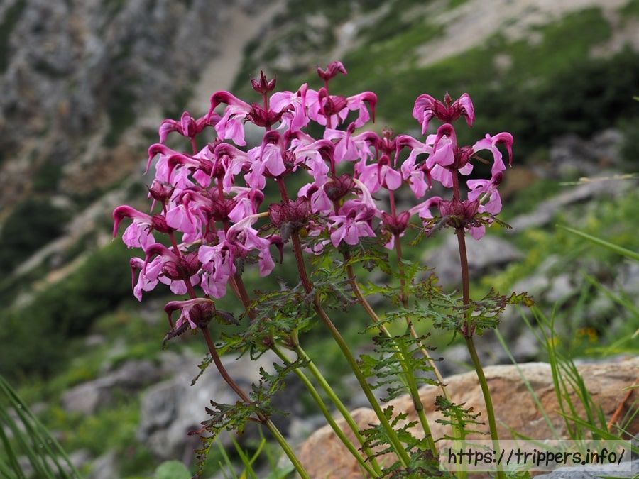 ヨツバシオガマ