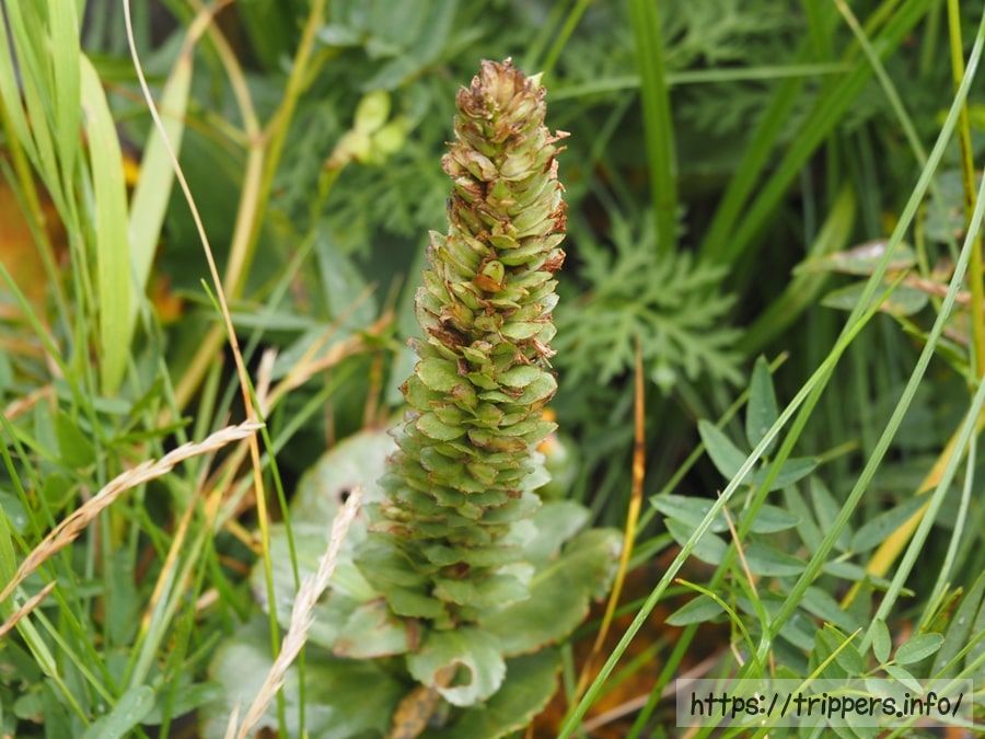 ウルップソウの開花後