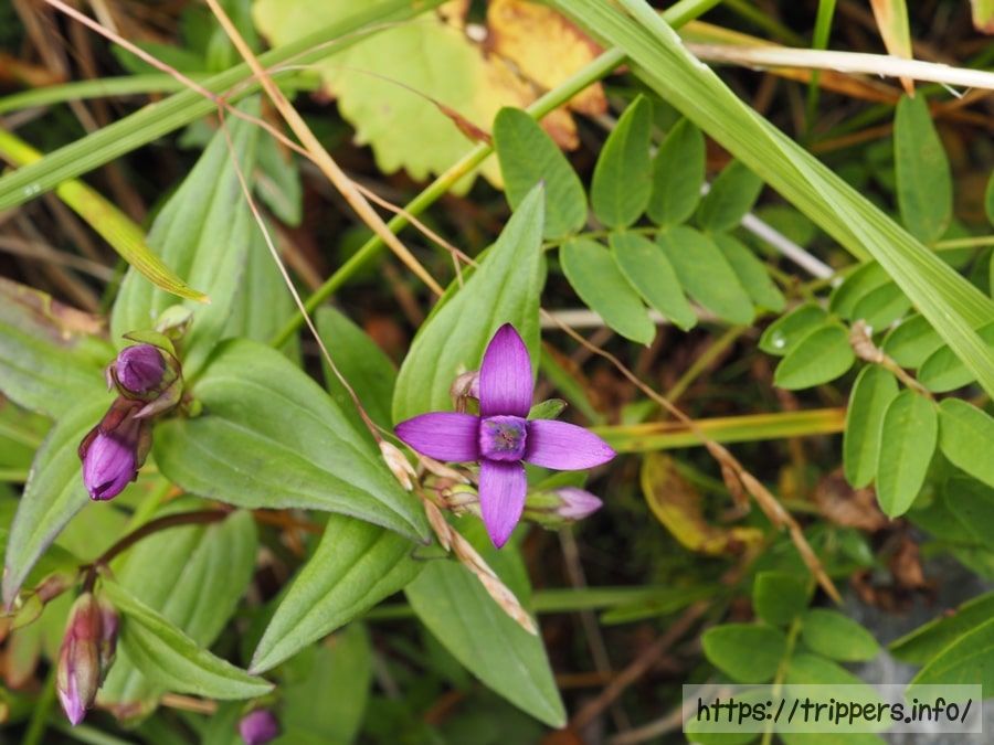 花冠が4裂するオノエリンドウ
