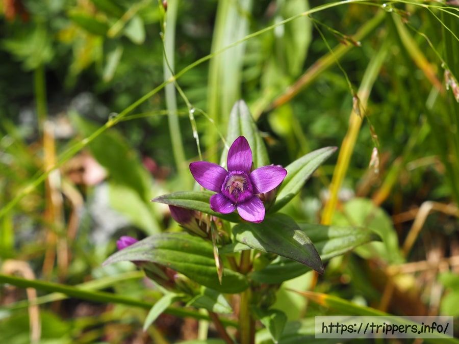 花冠が5裂するオノエリンドウ