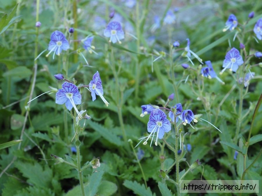 ミヤマクワガタ