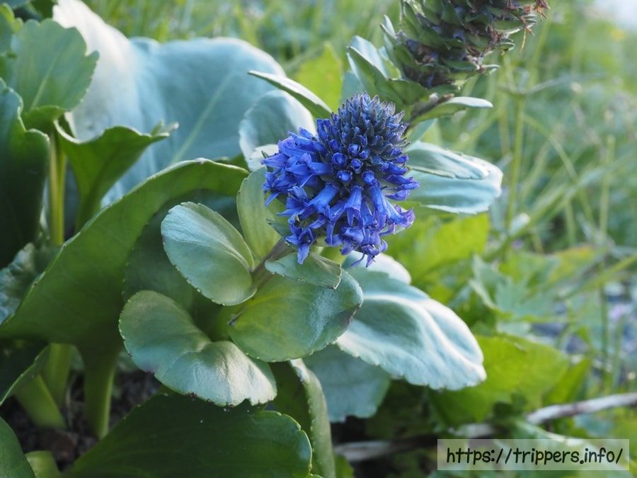 ウルップソウの花