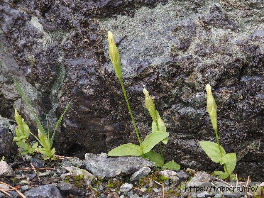 シロウマリンドウ