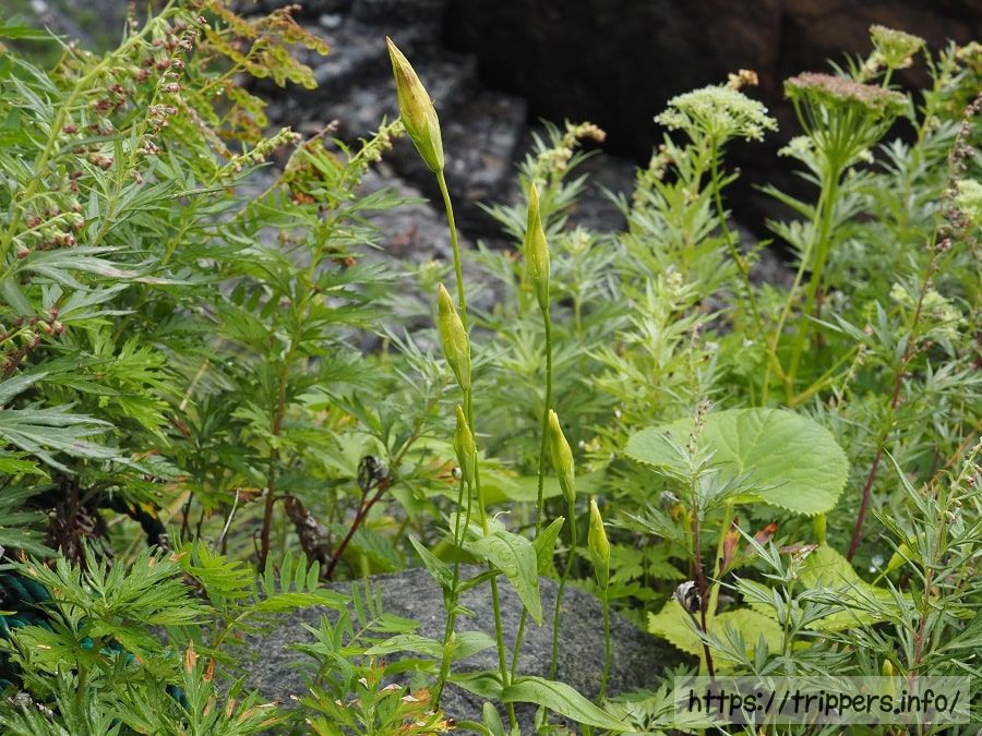 シロウマリンドウ