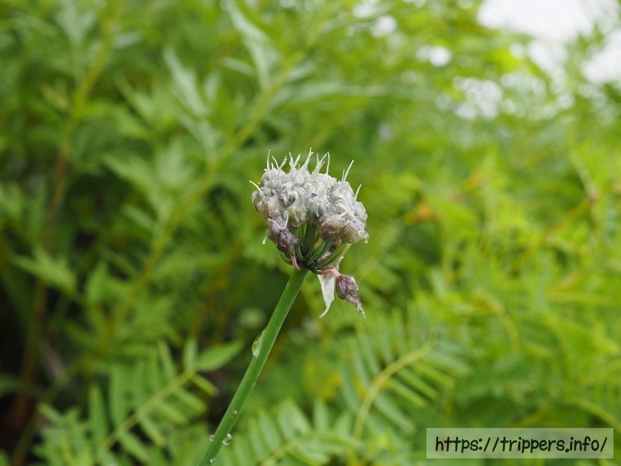 シロウマアサツキ