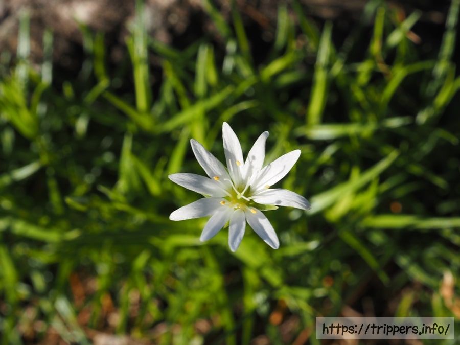 イワツメクサ