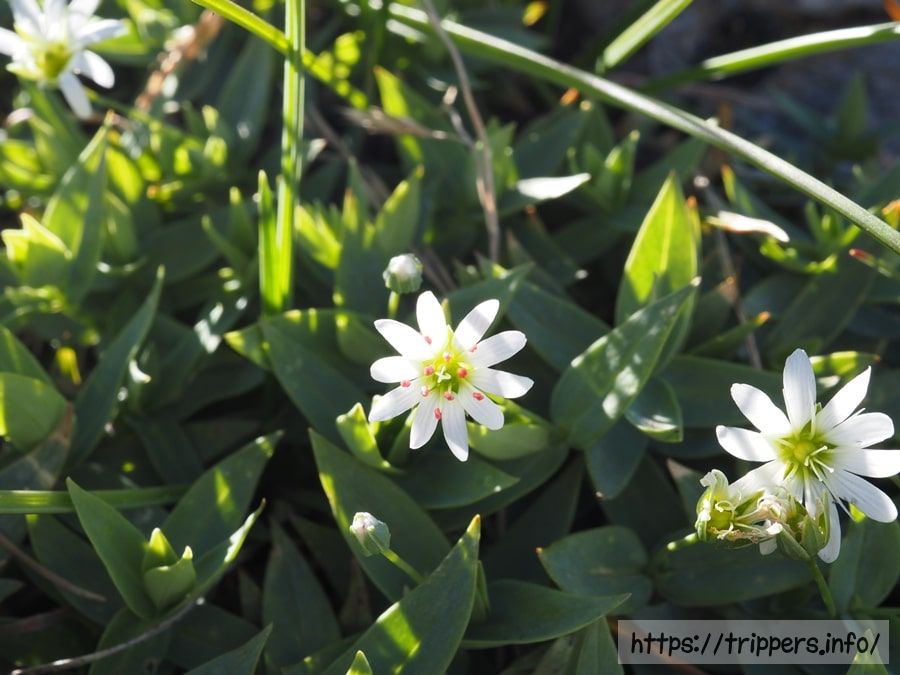 シコタンハコベ