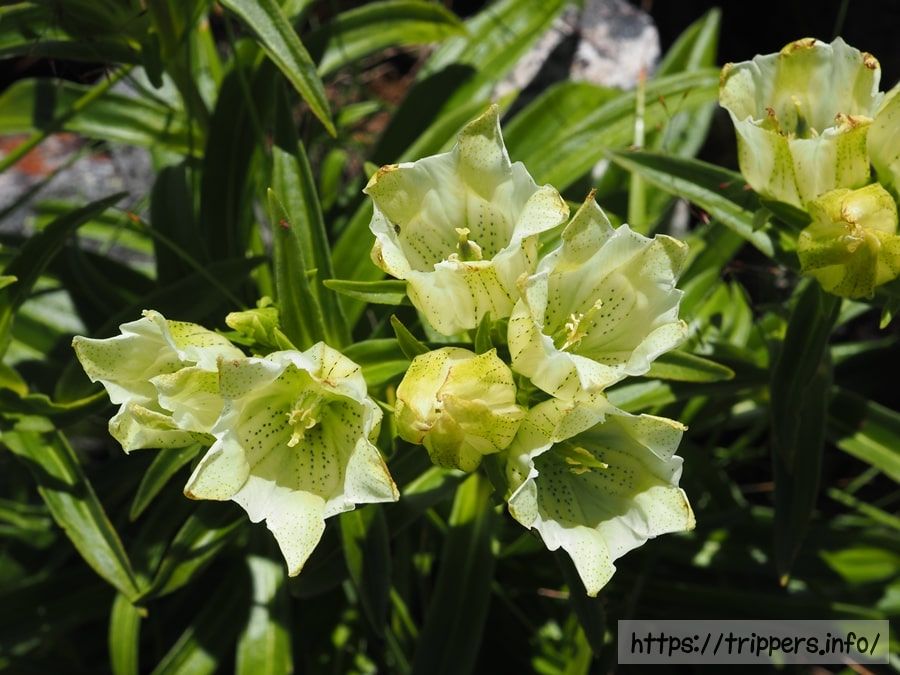 トウヤクリンドウ