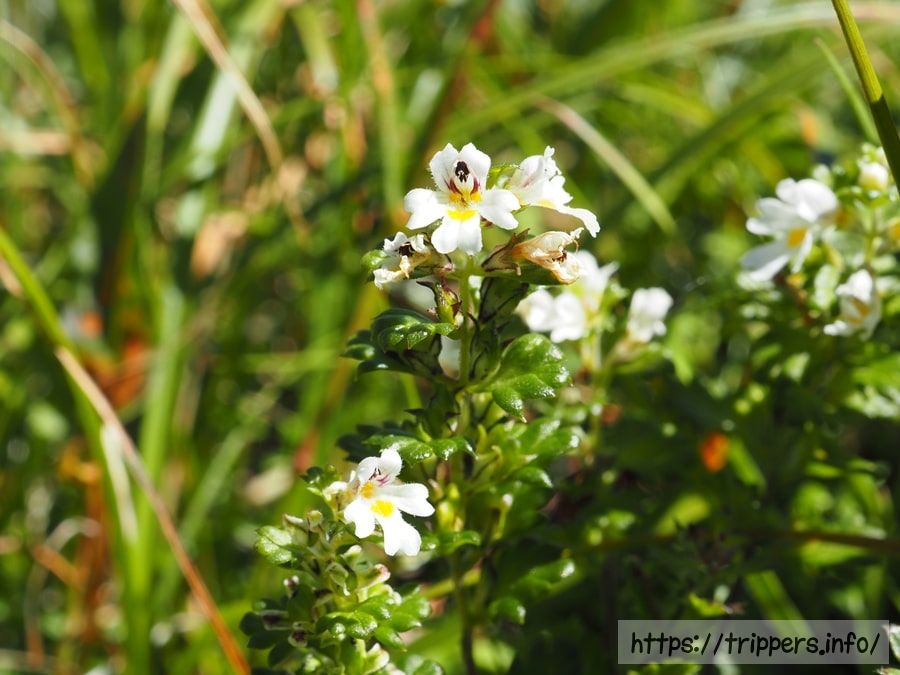 ミヤマコゴメグサ