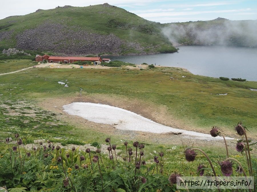 白馬大池山荘のダイニチアザミ