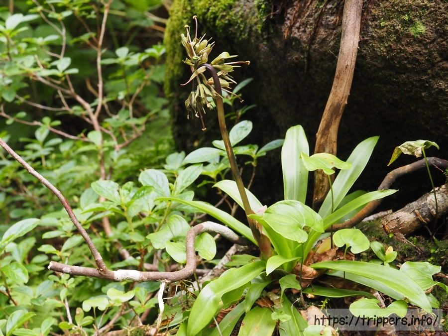 ショウジョウバカマ