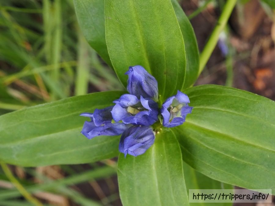 オヤマリンドウ