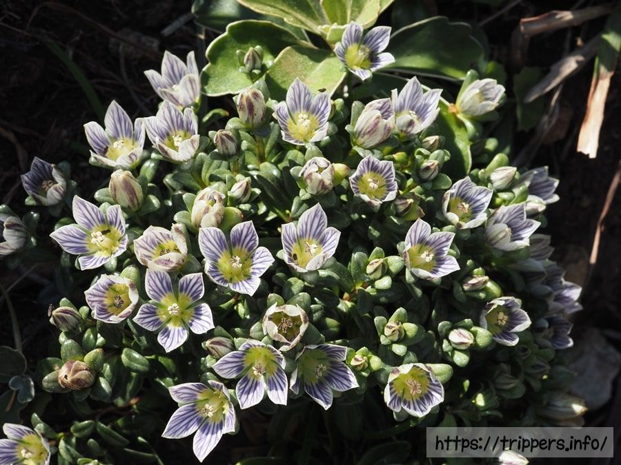 ソナレセンブリ