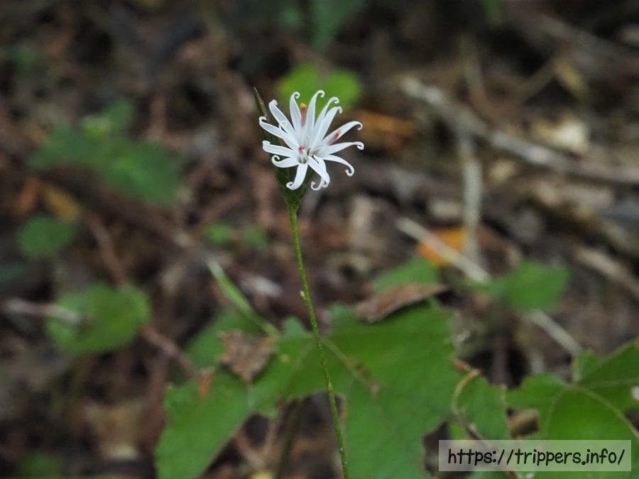 キッコウハグマ