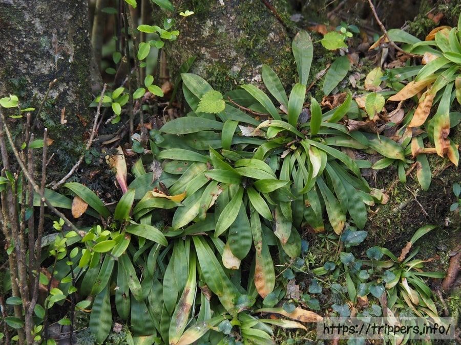 ショウジョウバカマ