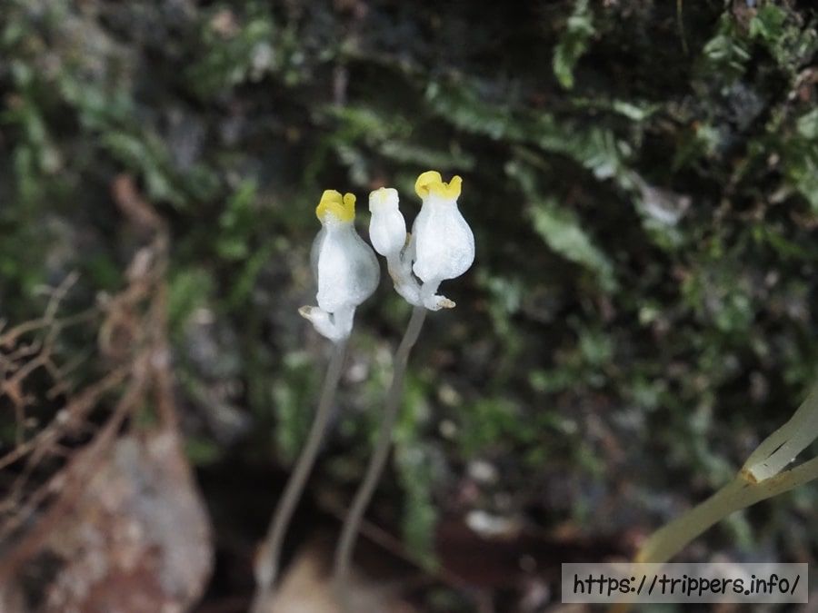 キリシマシャクジョウ