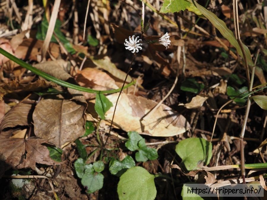 キッコウハグマ