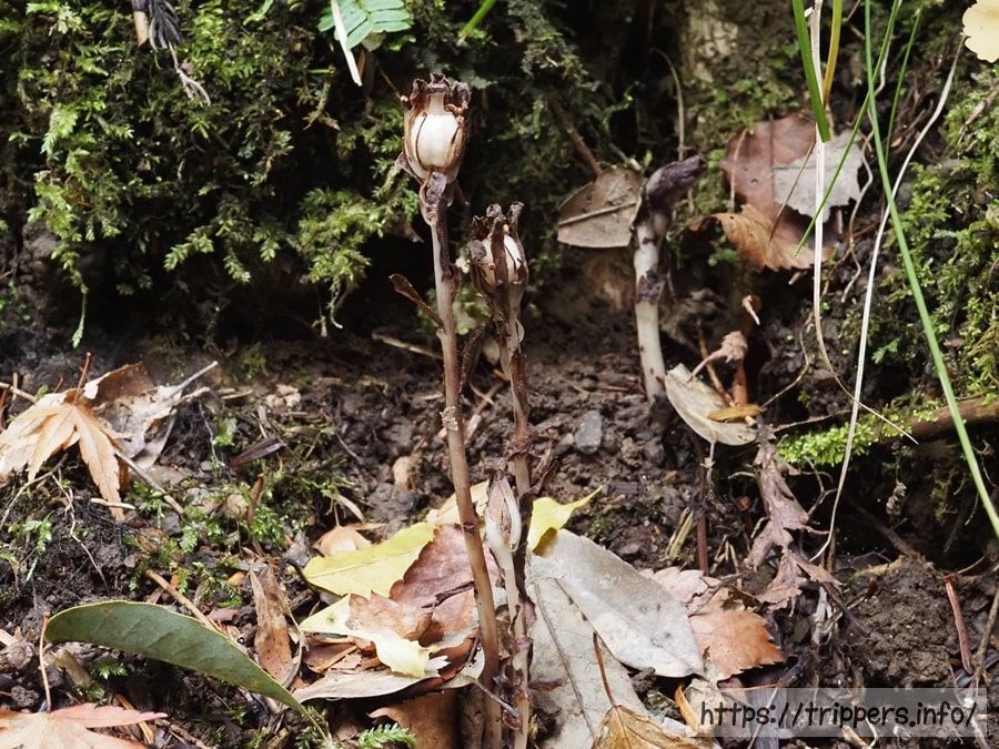 アキノギンリョウソウ