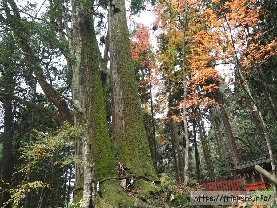 貴船神社の相生の杉