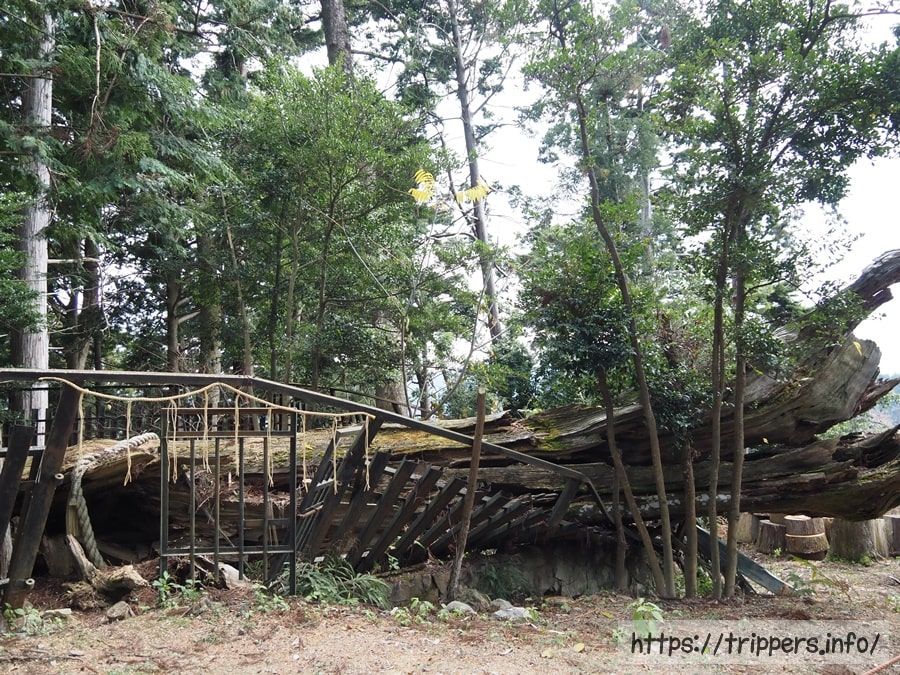 鞍馬寺の大杉権現社