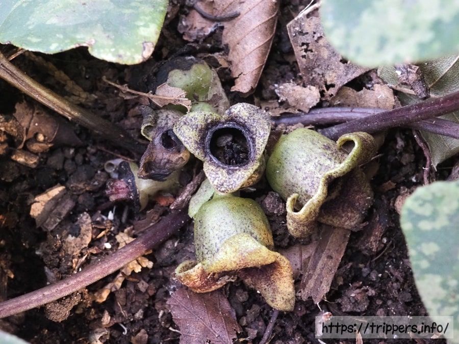 緑花のカントウカンアオイ